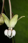 Poke milkweed